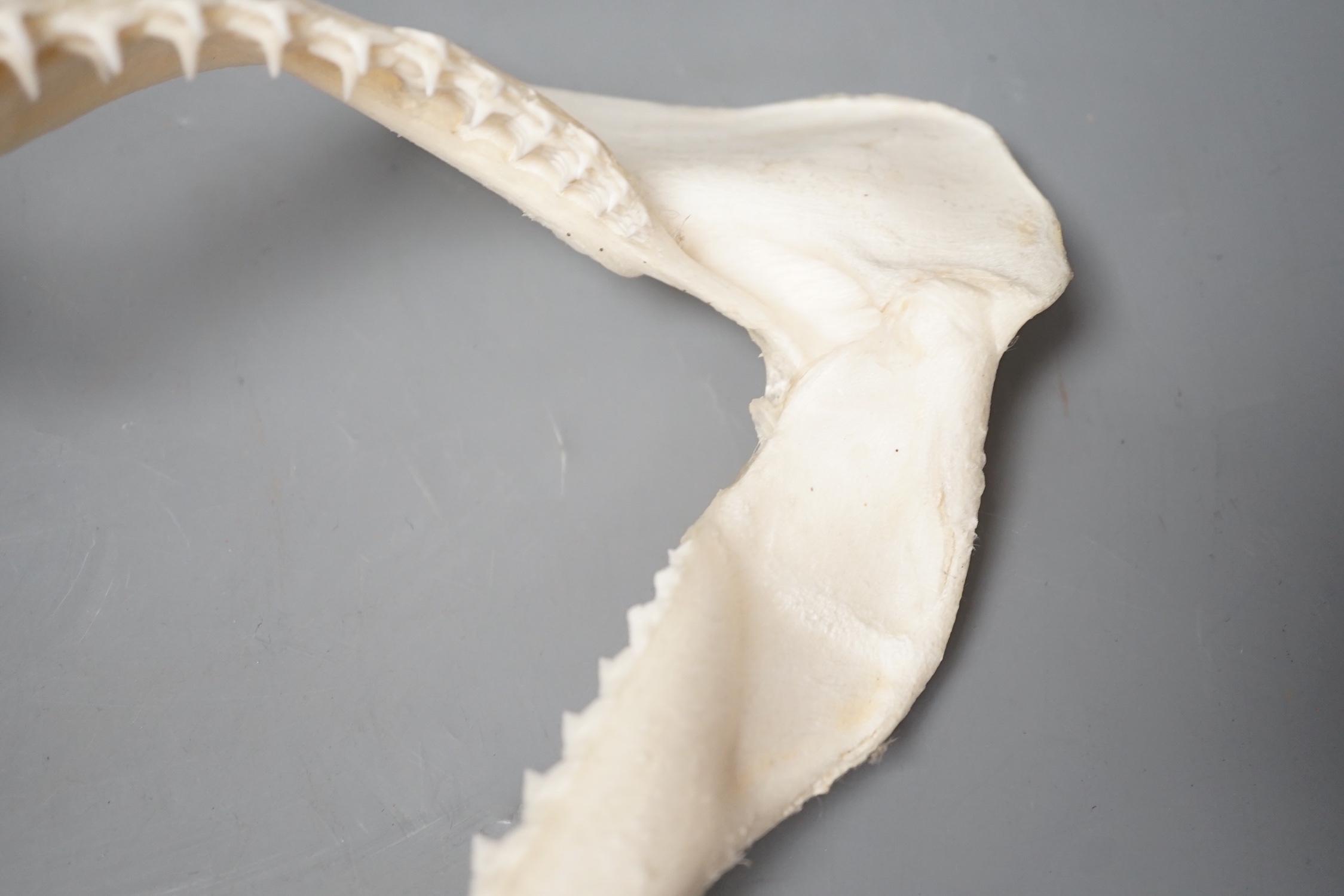 A shark's jaw, 34.5cm wide